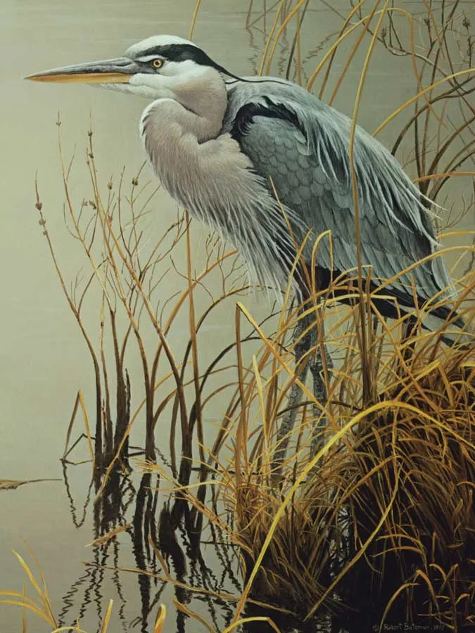 XXL Teile - Great Blue Heron