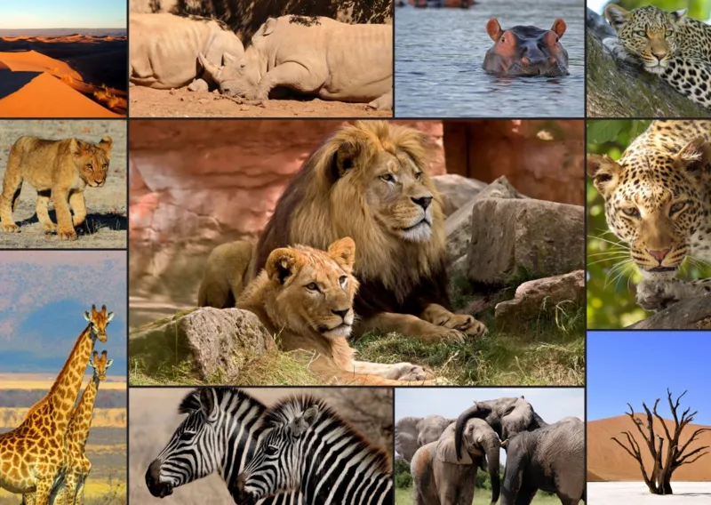 Collage - Wildlife