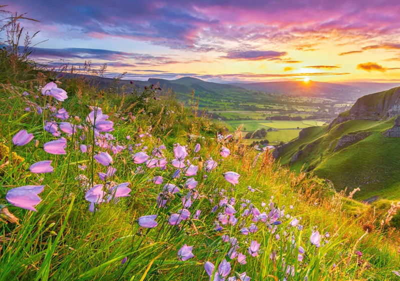 Harebells at Sunrise