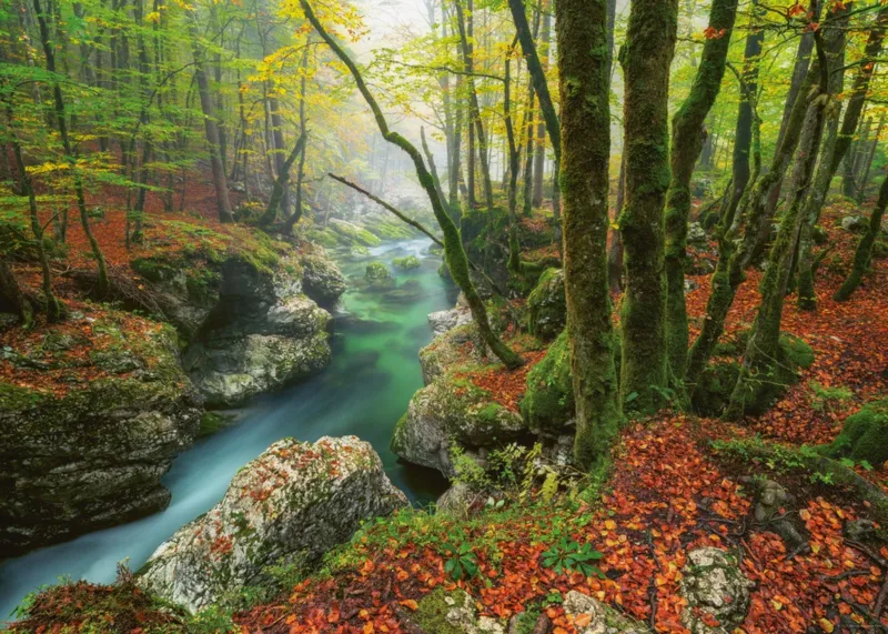 Magic Forests - Little Brook