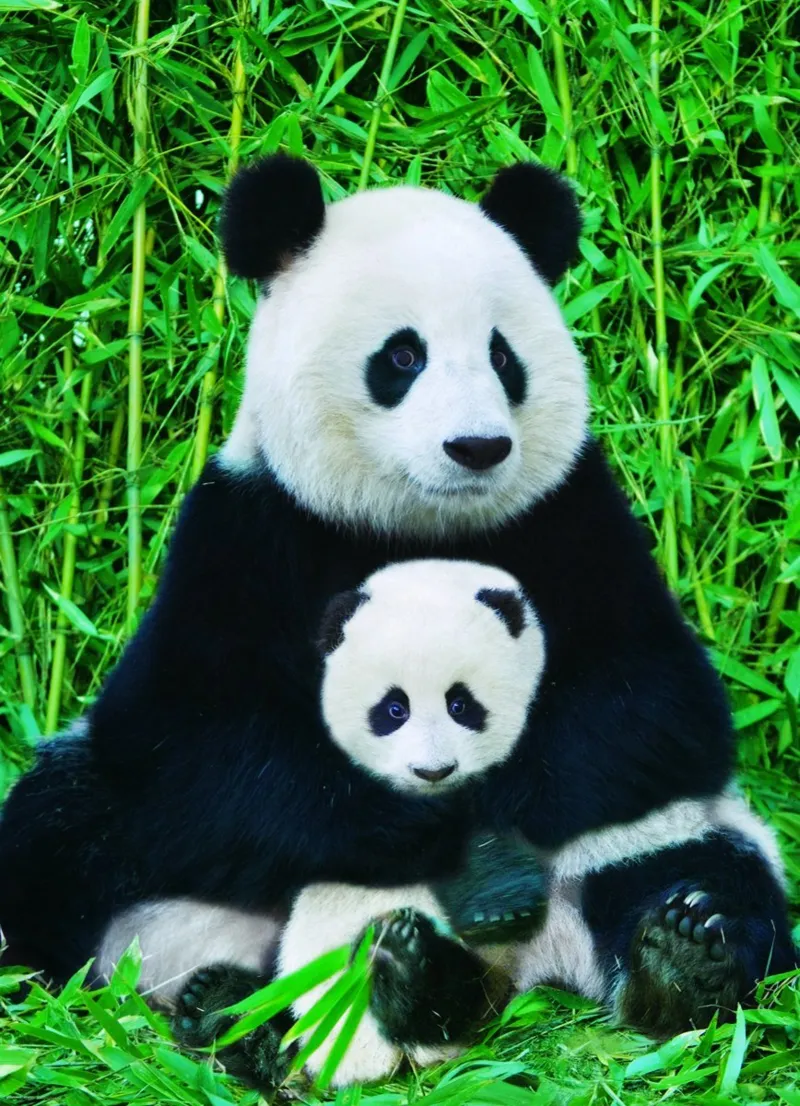 Panda-Familie