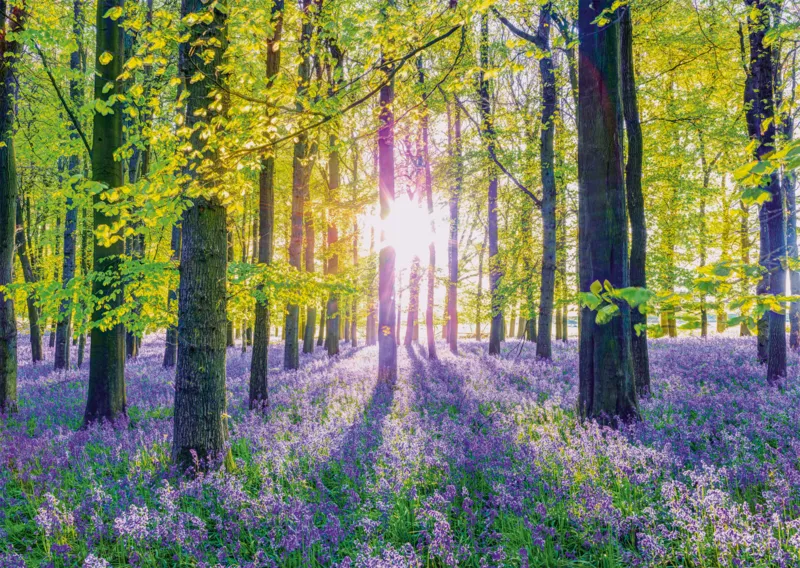 Zarte Glockenblumen im Wald
