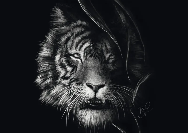Wild - Tiger: Im Zeichen der Freiheit