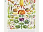 Vegetables - Légumes