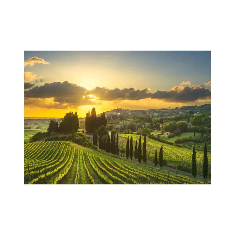 Puzzle XL - Maremma Weinberg