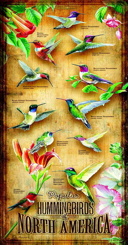 XXL Teile - Hummingbirds of North of America