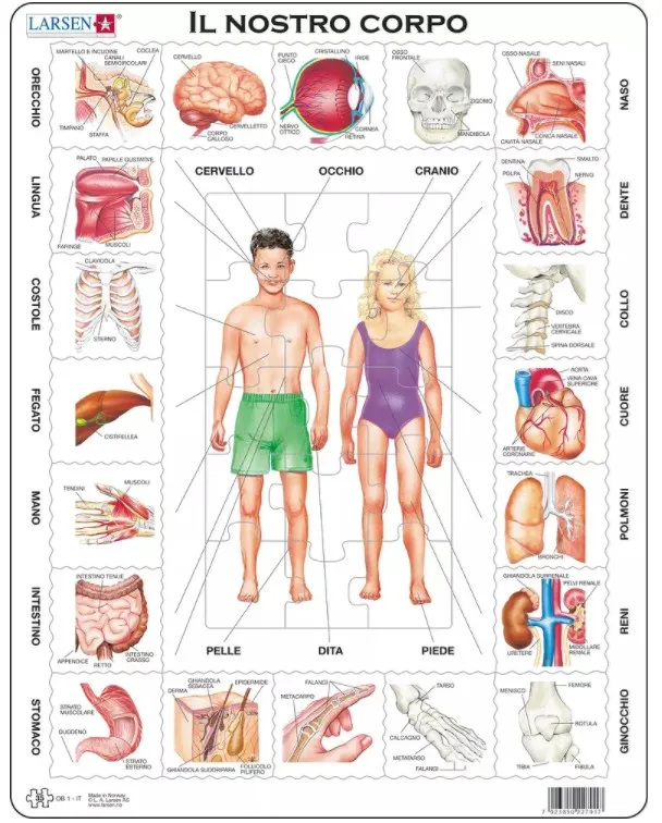 Rahmenpuzzle - Il Nostro Corpo (auf Italienisch)