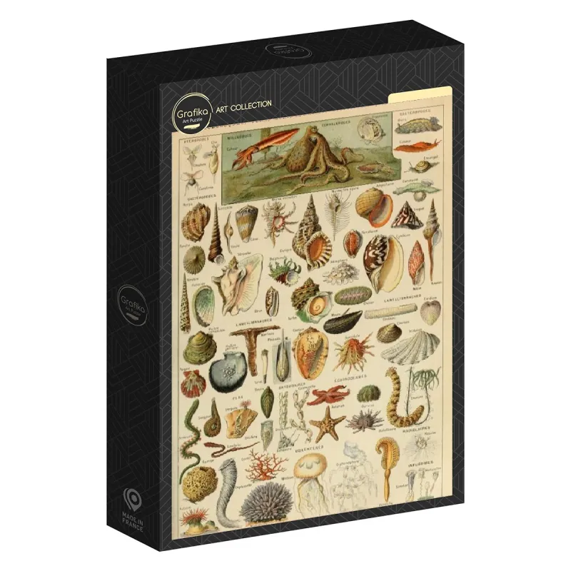 Abbildung aus dem Larousse pour Tous: Mollusken, 19. Jahrhundert