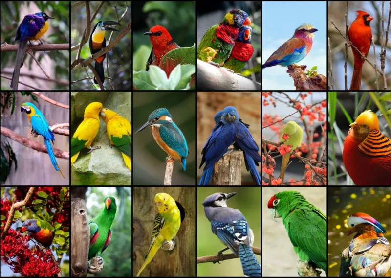 Collage - Die schönsten Vögel der Welt