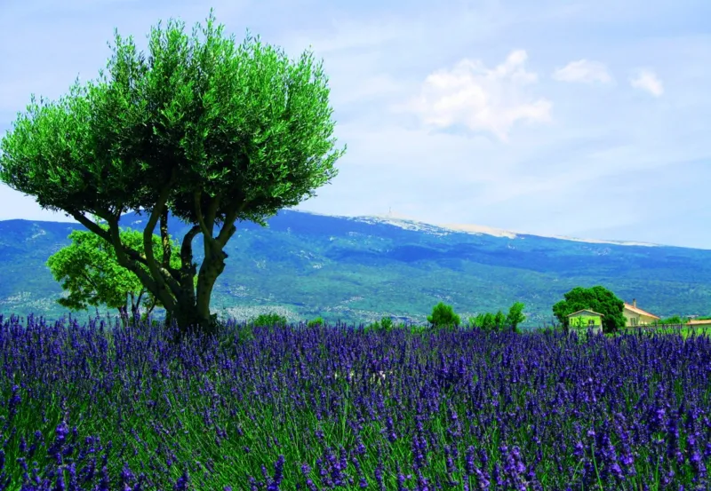 Mont Ventoux