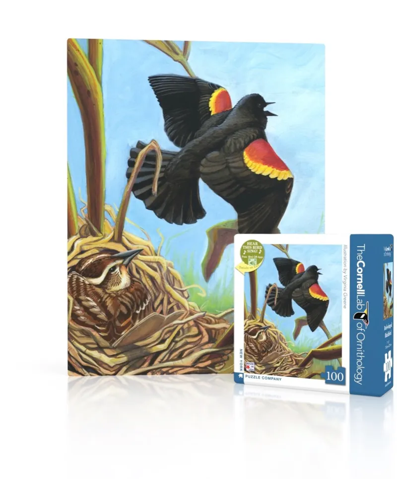 Red-winged Blackbird