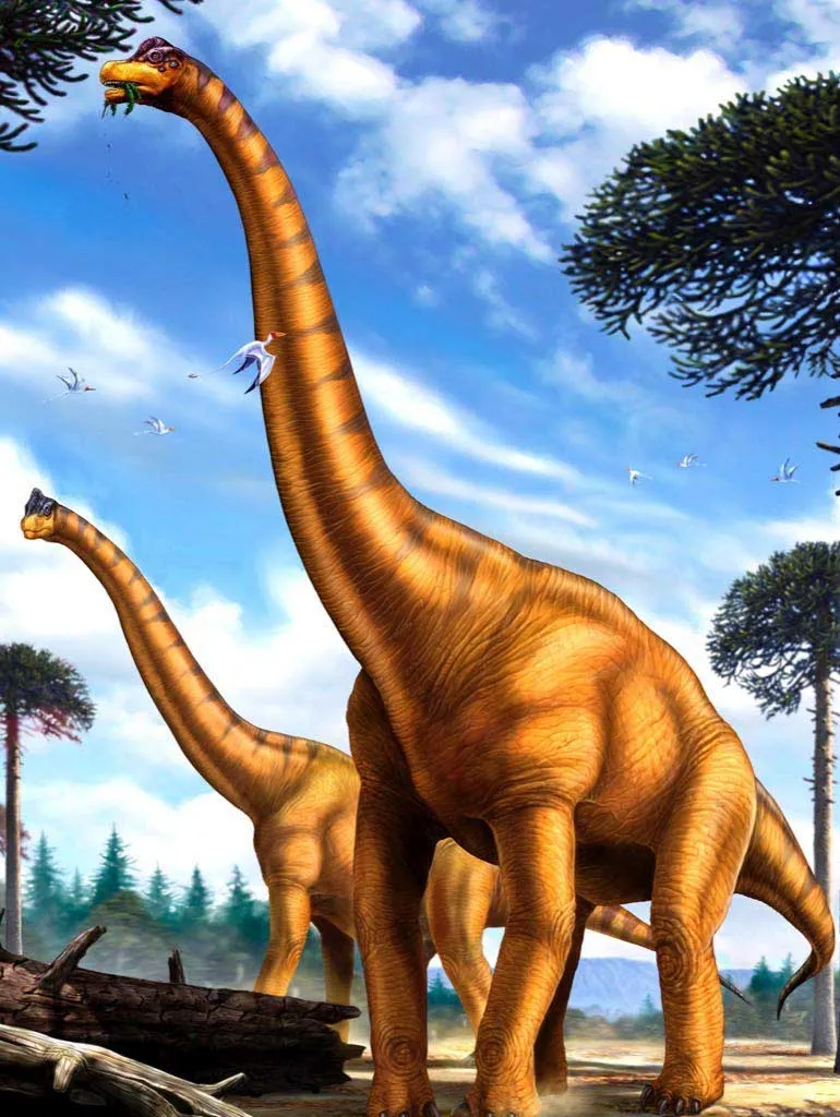 XXL Teile - Brachiosaurus