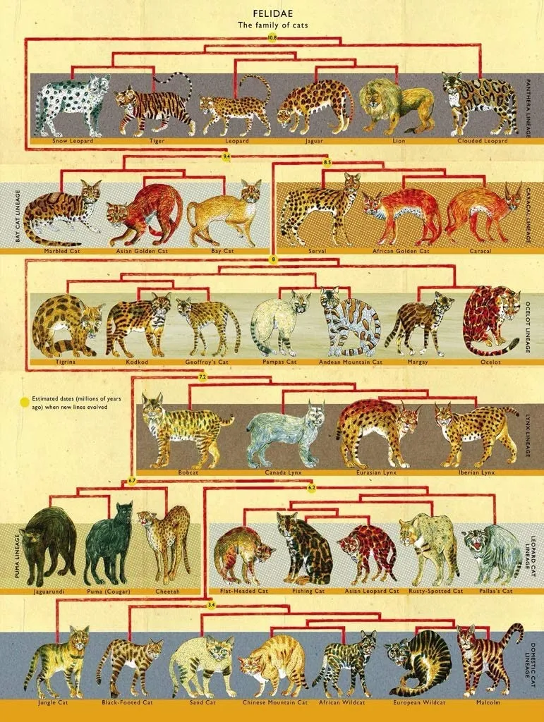 XXL Teile - Feline Family Tree