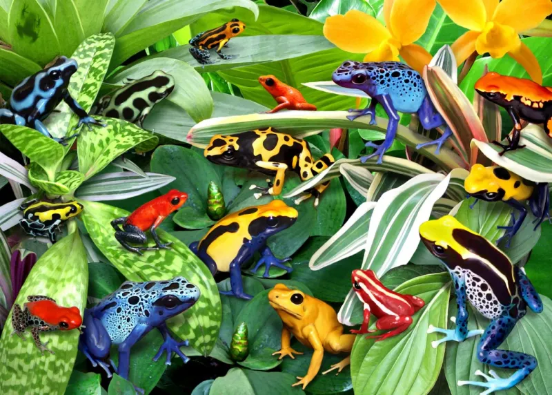 Fun Frogs