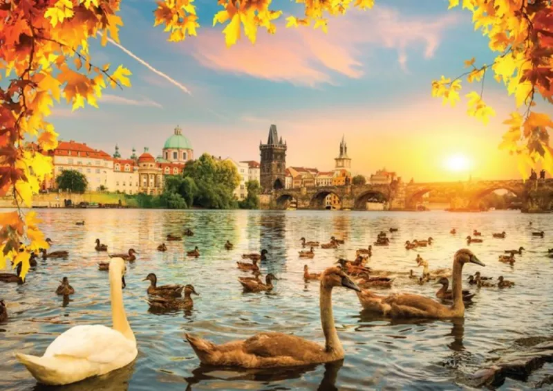 Swans near Charles Bridge