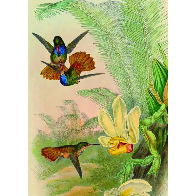 Kolibri