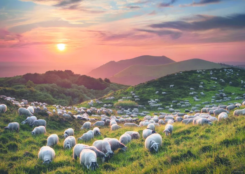 Sheep and Volcanoes