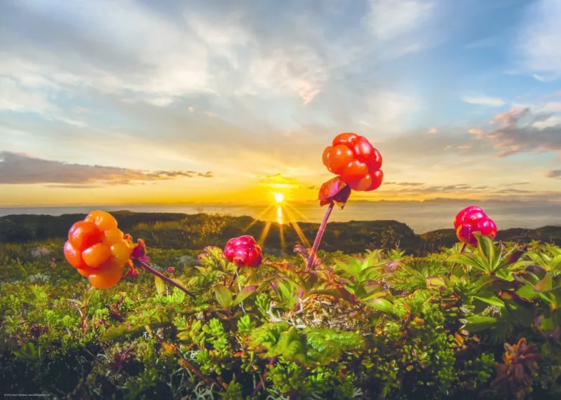 Cloudberries