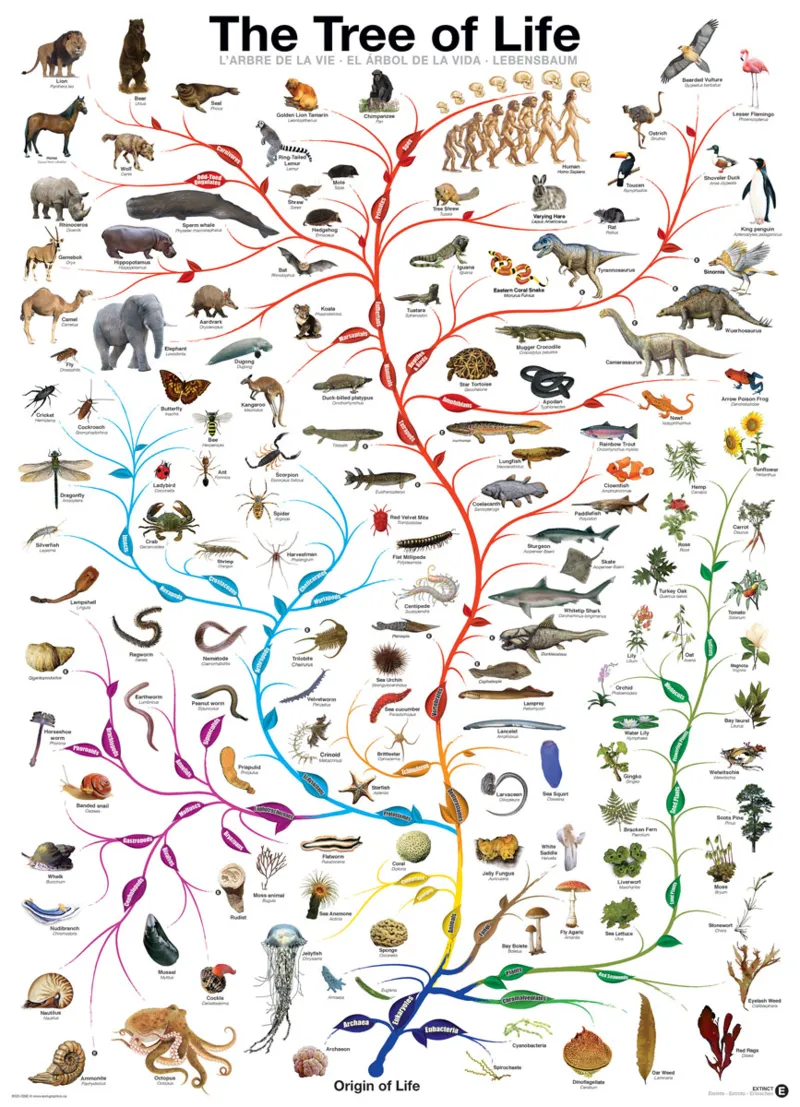 Die Evolution - Der Baum des Lebens