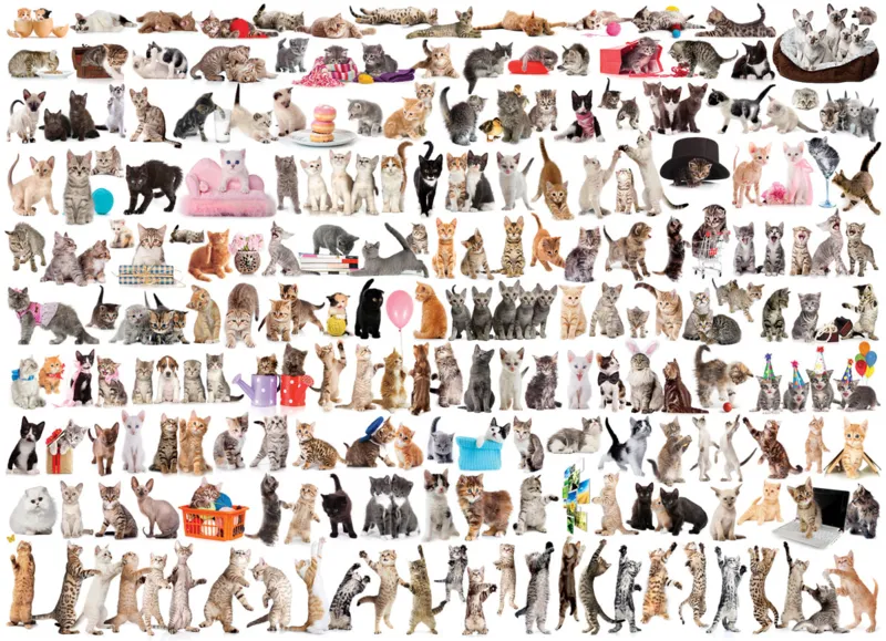 Katzenwelt