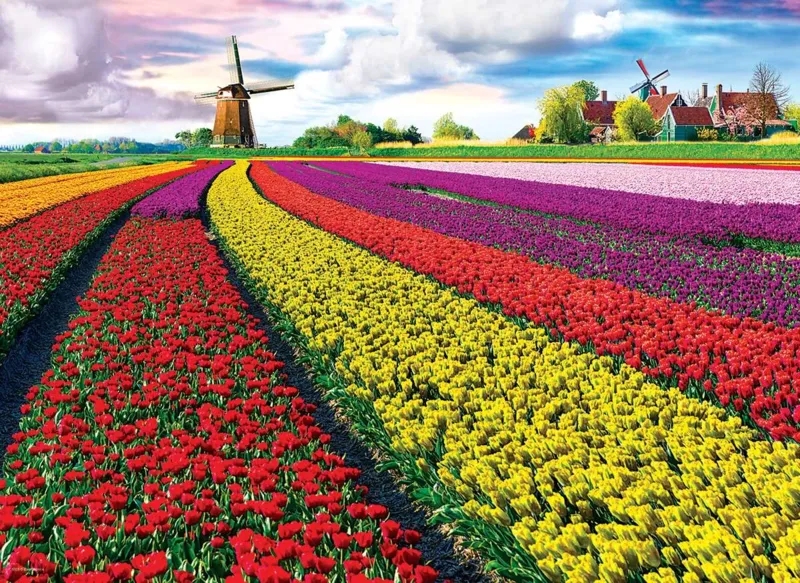 Tulpenfelder