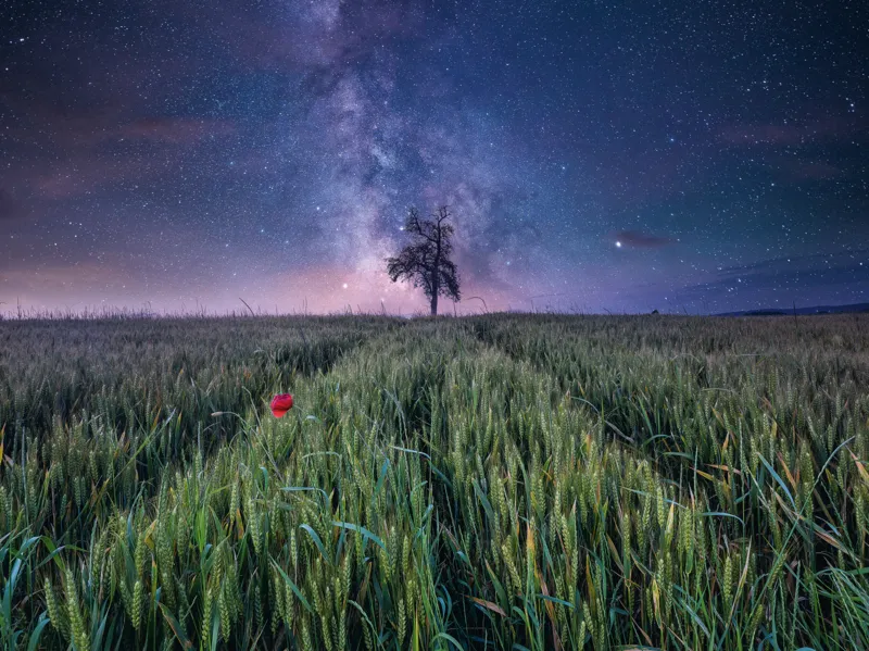 Nachthimmel Uber dem Kornfeld