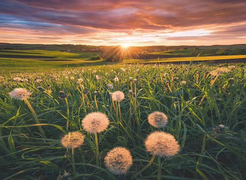 Nature Edition - Pusteblumen im Sonnenuntergang