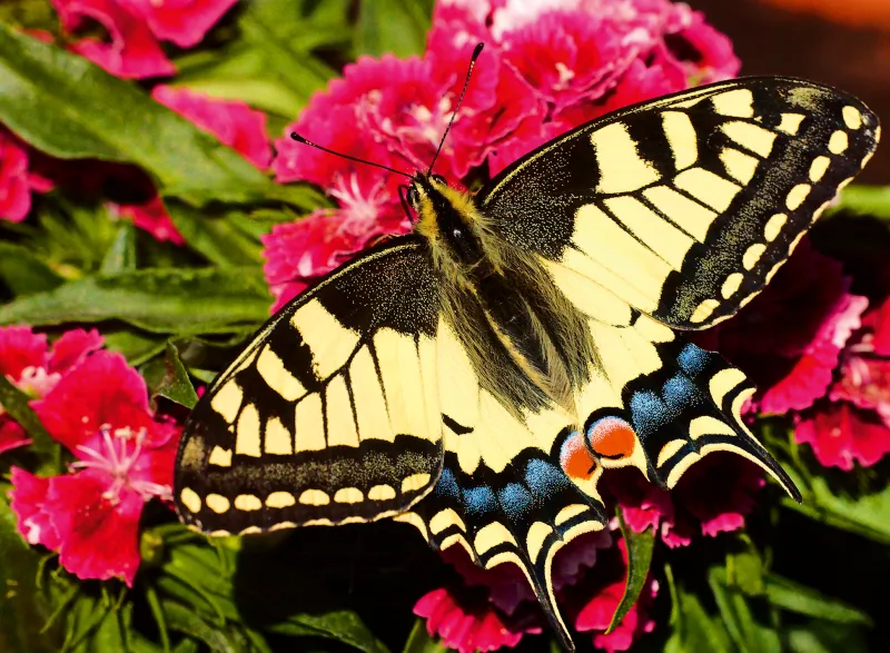 Schmetterling - Highlight Puzzle - Bunte Tiere
