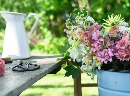 Sommerbunte Löwenmäulchen