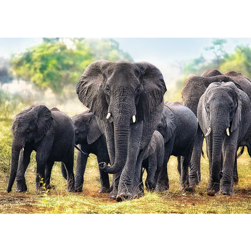 African Elephants