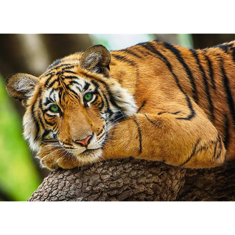 Tiger Portrait