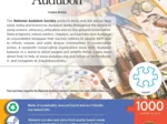 Audubon - Kreative Vogelbeobachtung