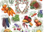 Farmer's Almanach - Obst & Gemüse