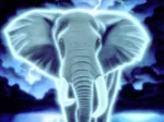 Schim Schimmel - Spirit of Africa