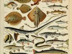 Illustration aus dem Larousse pour Tous: Fische, 19. Jahrhundert