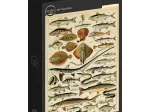 Illustration aus dem Larousse pour Tous: Fische, 19. Jahrhundert