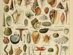 Abbildung aus dem Larousse pour Tous: Mollusken, 19. Jahrhundert