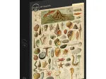 Abbildung aus dem Larousse pour Tous: Mollusken, 19. Jahrhundert