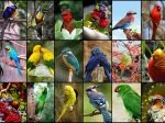 Collage - Die schönsten Vögel der Welt