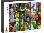 Collage - Die schönsten Vögel der Welt