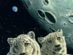 Schim Schimmel - Lair of the Snow Leopard