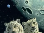 Schim Schimmel - Lair of the Snow Leopard