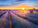 Französische Regionen - Lavendel, Valensole