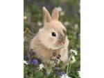 2 Puzzles - Bunny And Guinea Pig