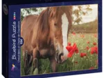 Cheval dans un Champ de Coquelicots