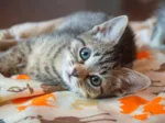 Kitten