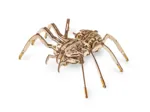 3D Holzpuzzle -  Spinne