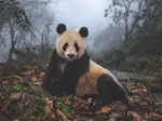 Giant Panda