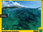 Bottlenose Dolphins