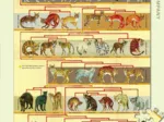 XXL Teile - Feline Family Tree